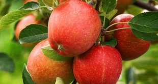 récolte pommes hémisphère sud augmentera de 6%