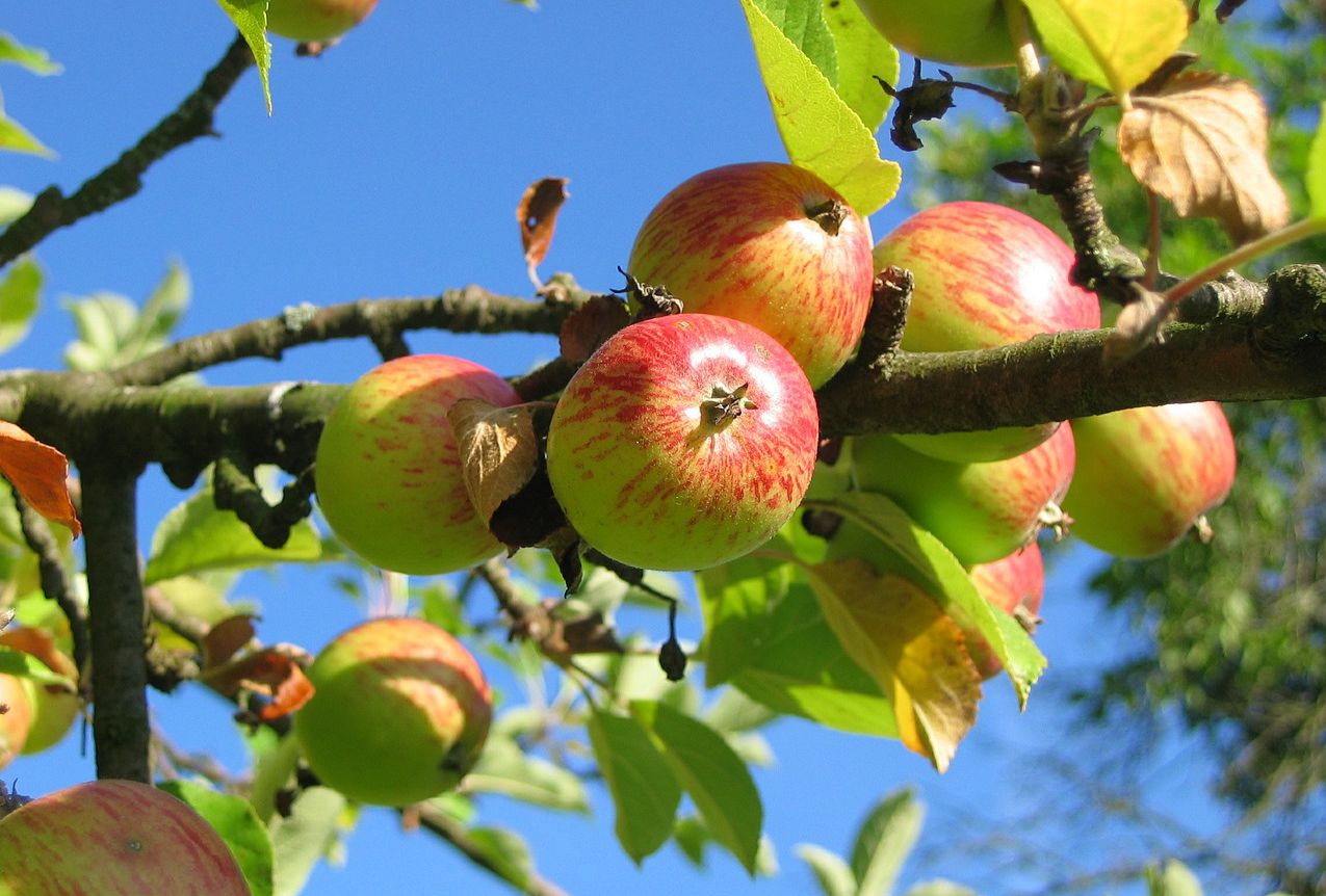 La gestion des maladies du pommier