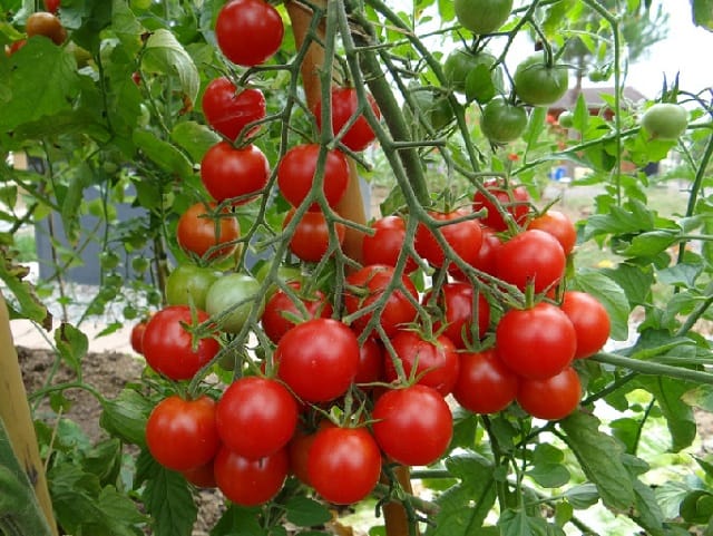 Nouveauté tomate: Semillas Fitó lance son nouveau porte greffe