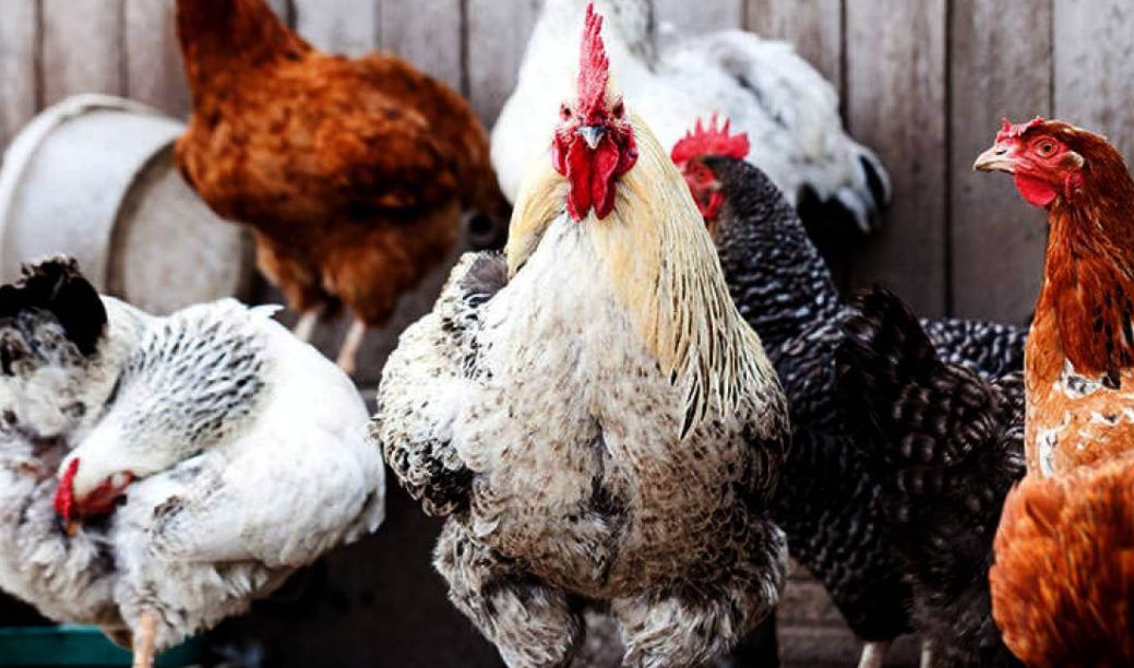 Afrique de l&rsquo;Ouest : Le Togo veut développer un poulet à croissance rapide