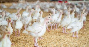 aviculture investissement maroc