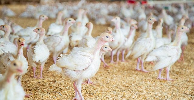 aviculture investissement maroc