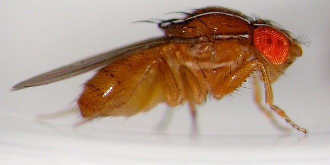 Le duo Drosophila suzukii et Drosophila melanganogaster serait la cause de la pourriture acide de la vigne.