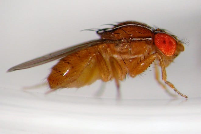 Pourriture acide de la vigne: D. suzukii et D. melanganogaster mis en cause
