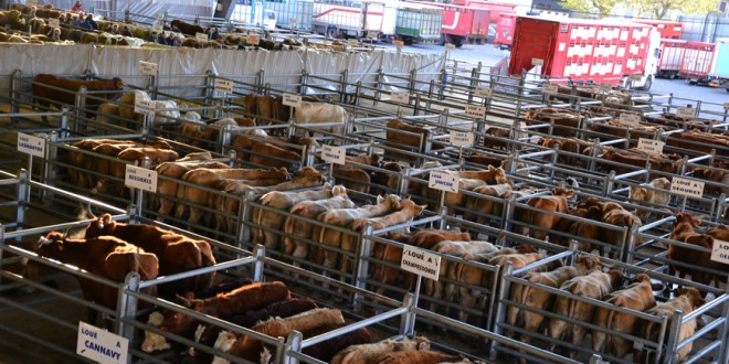 Sidi-Bennour: Le premier marché aux bestiaux du Maroc !