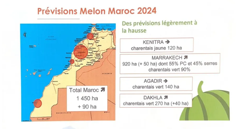 Melons : Analyse des marchés lors du medFEL
