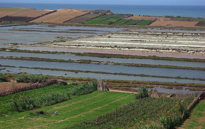 Les progrès du secteur agricole dans la région d’El Jadida