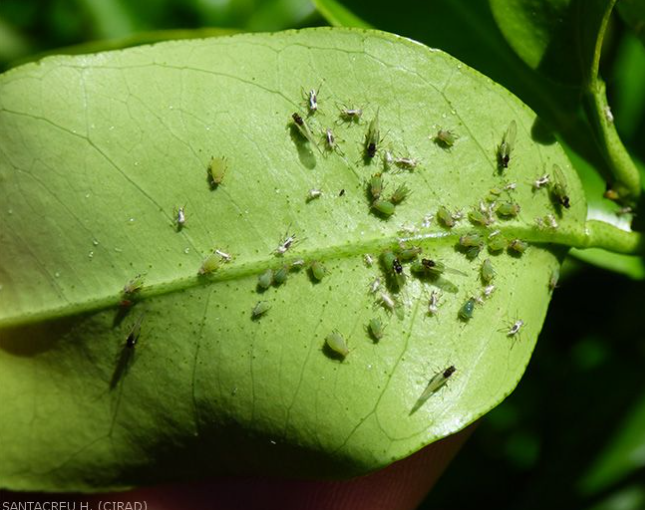 Pucerons des agrumes : dégâts, cycle biologique et nouvelles stratégies de lutte