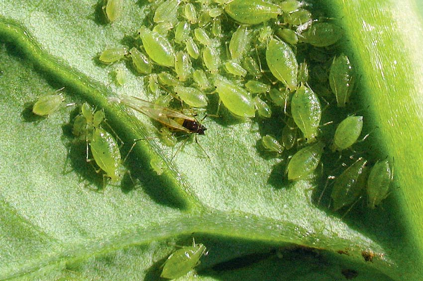 France : Le virus de la jaunisse de la betterave fait perdre 100 M€ aux agriculteurs