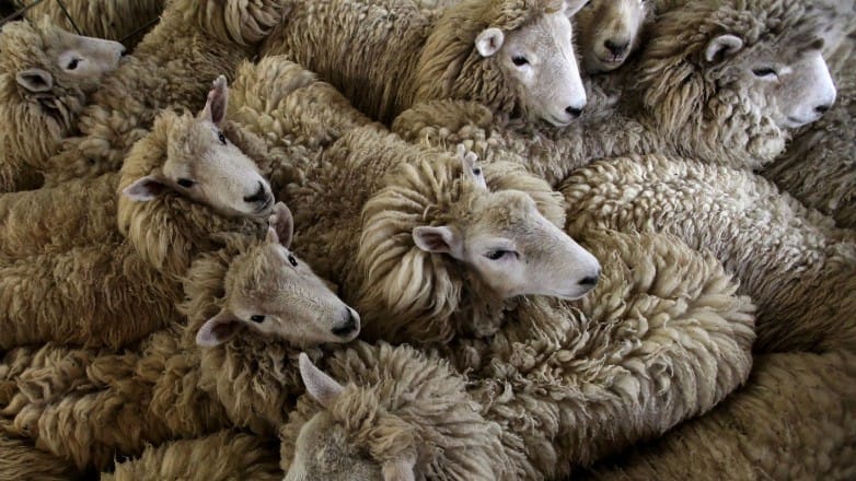 Maroc: Le risque de putréfaction de la viande serait à envisager