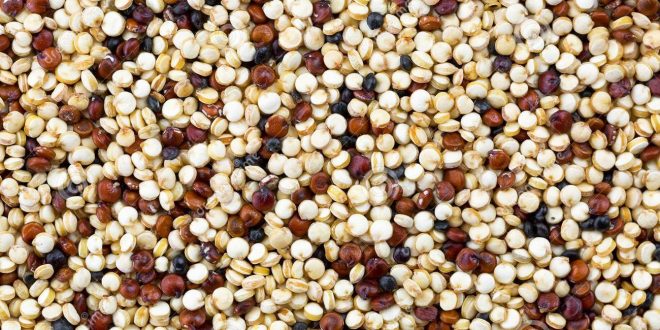 Le-quinoa-culture-alternative-d-une-grande-valeur-ajoutée-au-Maroc
