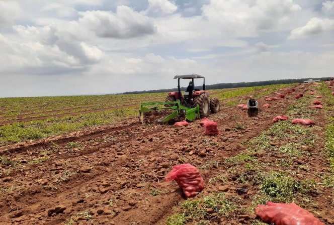 Campagne agricole 2023-2024 : Le programme cultural suit son cours avec succès à Rabat-Salé-Kénitra