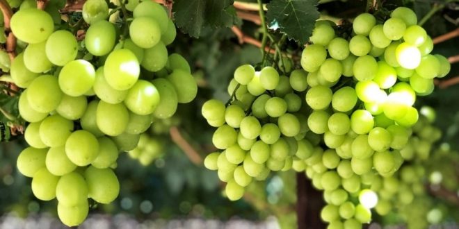 L'Afrique du Sud s'attend à une hausse de ses exportations de raisins