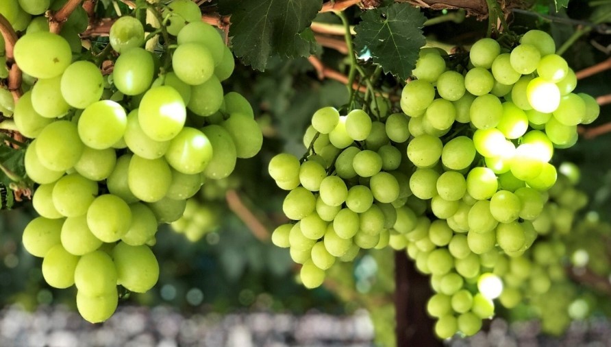 Les premiers raisins blancs sans pépins du Maroc font leur entrée dans le marché européen