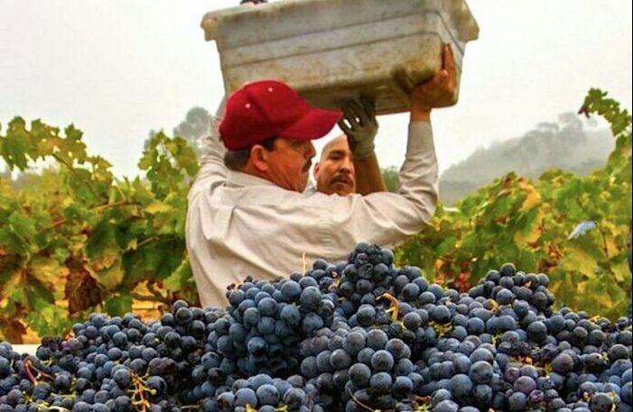 Doukkala : La production de raisins avoisine les 38.000 tonnes