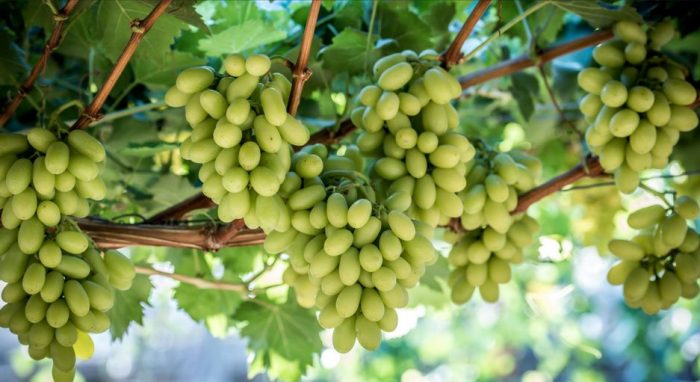 Égypte : les exportations de raisins augmentent