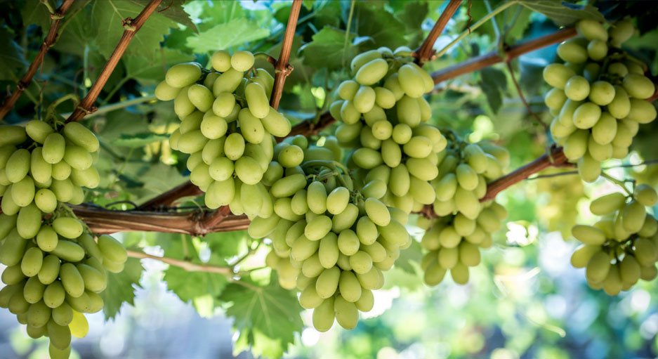 L&rsquo;Égypte va augmenter ses exportations de raisins de table de 13%