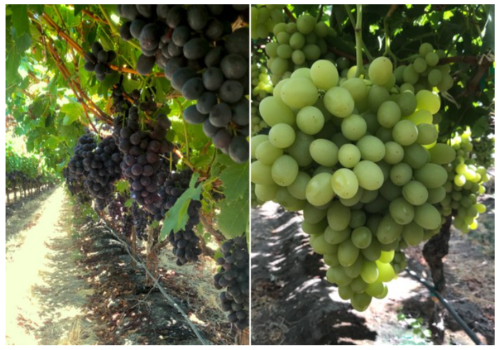 Delassus : La production marocaine de raisins s&rsquo;impose en Europe