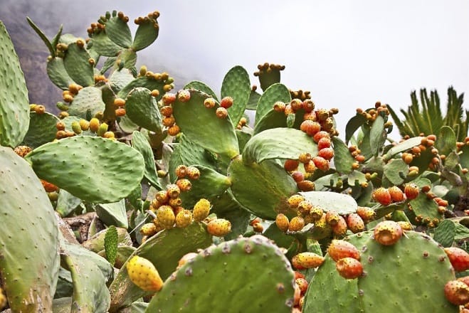 Cactus : la renaissance d’une filière stratégique face à la cochenille