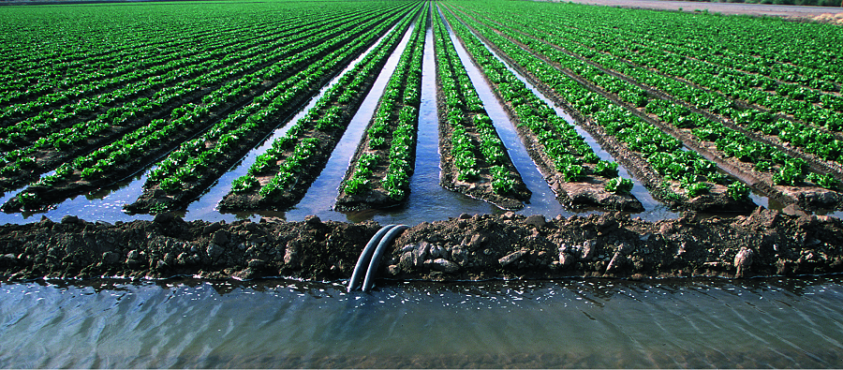 Égypte : L&rsquo;agriculture consomme 80% des ressources en eau