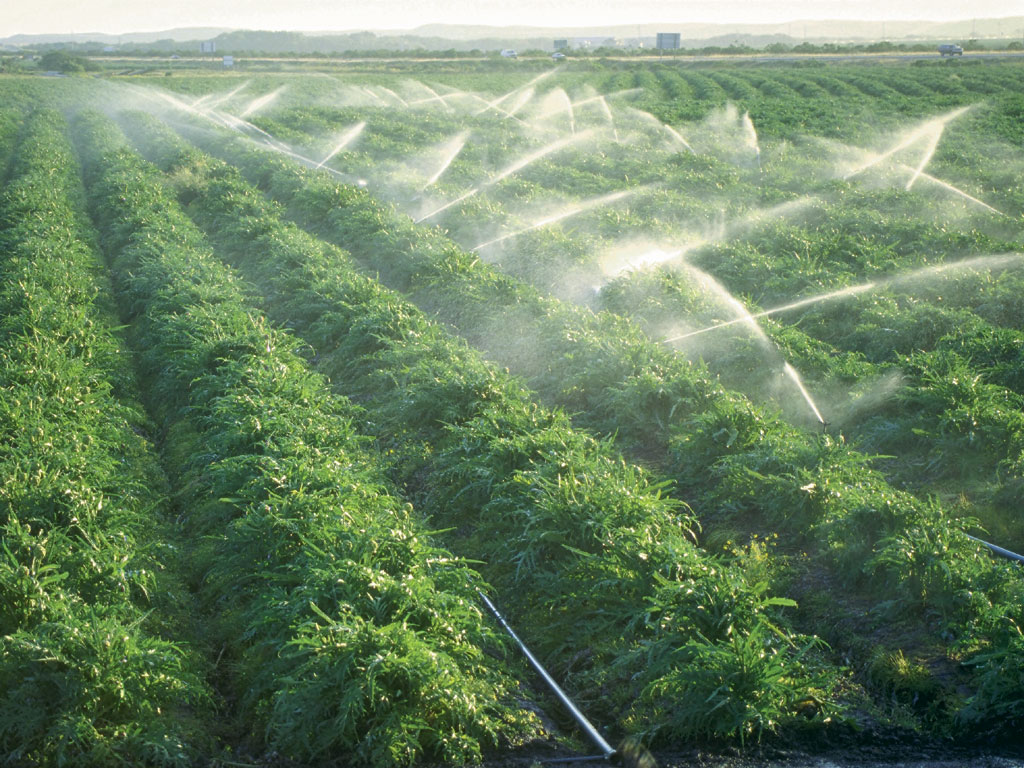 Tunisie: L&rsquo;agriculture consomme 80% des ressources en eau