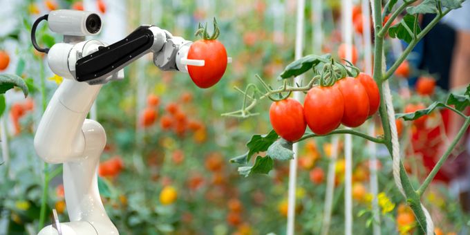 Tomates : comment la robotisation de la production peut améliorer la sécurité alimentaire ?
