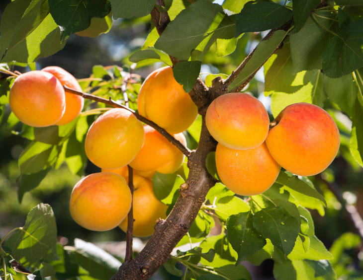 Diagnostic du secteur des rosacées fruitières