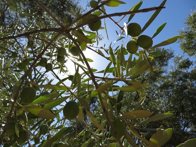 Rosacées fruitières et huile d’olive, avenir de Fès-Meknès