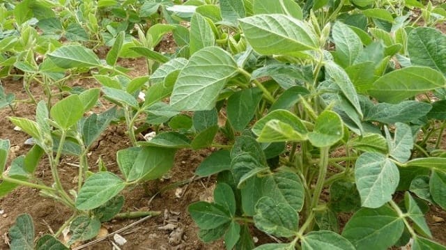 Le Roundup de Monsanto :  cancérogène ou non ?
