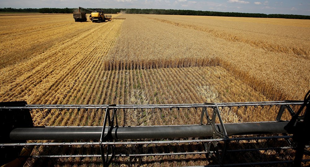 La Russie va enregistrer une récolte en céréales record en 2016