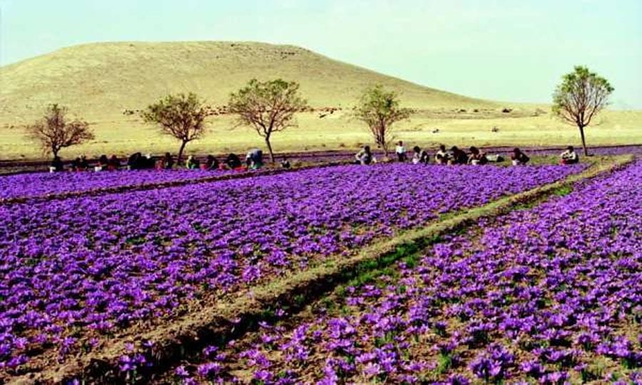 L&rsquo;Espagne est le 1er importateur du safran marocain