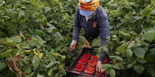 Maroc : les saisonnières agricoles manifestent pour partir à Huelva