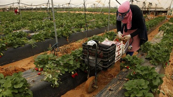 Fraises : L&rsquo;Espagne craint l&rsquo;absence des saisonniers marocains