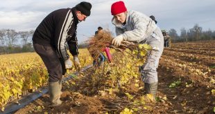 Covid-19-La-Norvège-et-la-Finlande-rouvrent-leurs-frontières-aux-travailleurs-agricoles