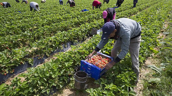 Espagne : L'embauche des saisonniers agricoles prolongée jusqu'au 30 Septembre