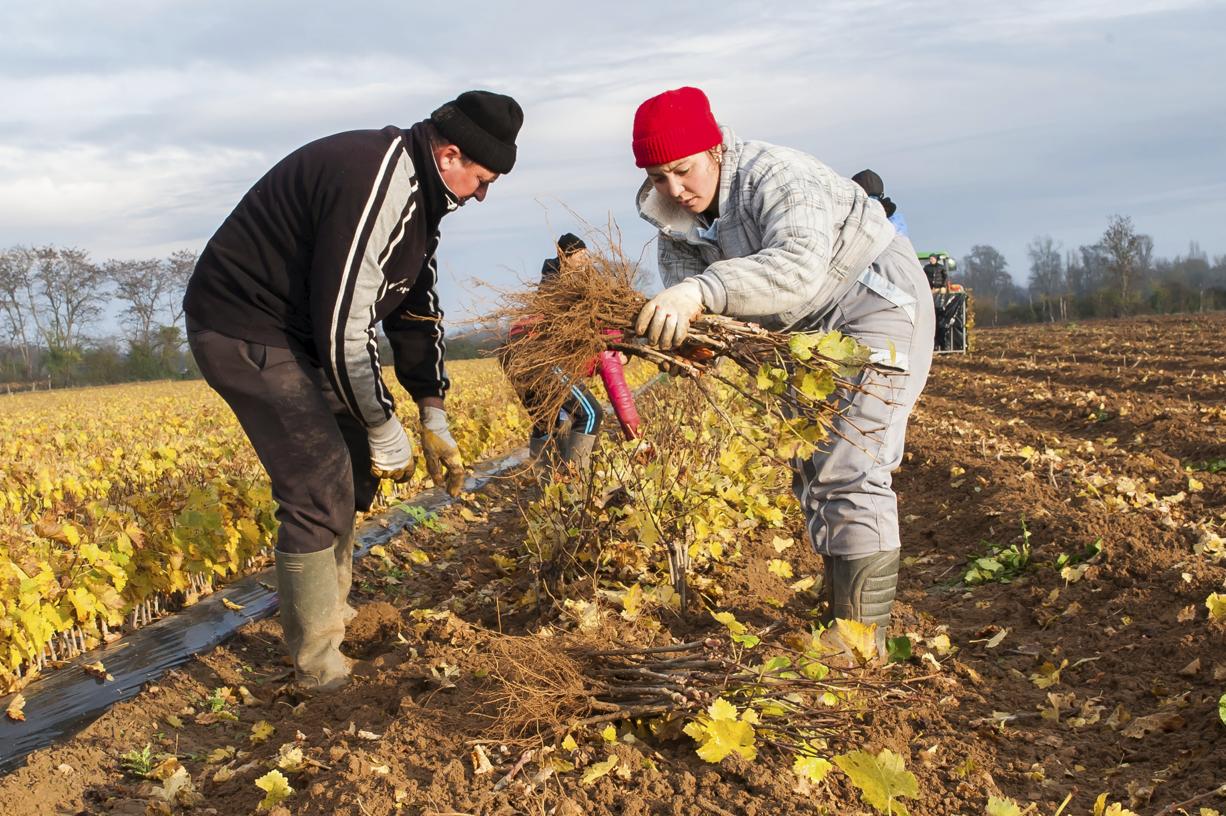 Covid-19: L&rsquo;Italie prévoit de régulariser 600.000 migrants illégaux pour sauver l&rsquo;agriculture