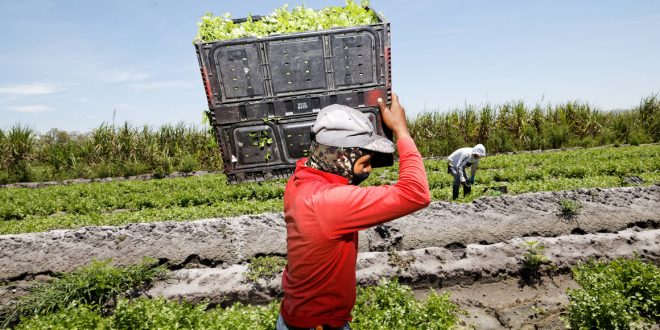 Italie se tourne vers les saisonniers marocains pour sauver sa production agricole