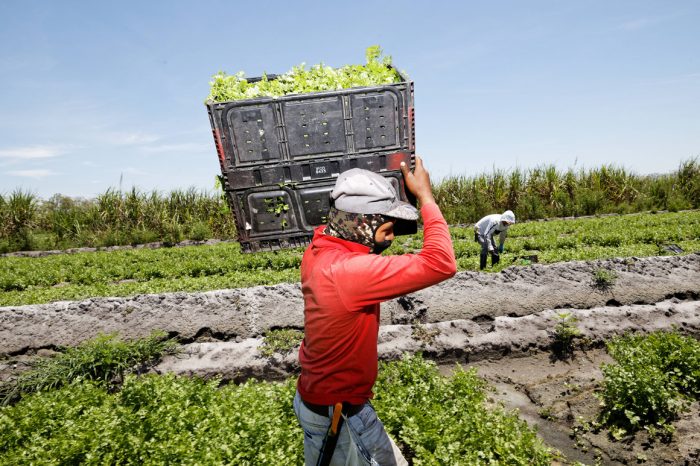 L&rsquo;Italie se tourne vers les saisonniers marocains pour sauver sa production agricole