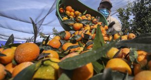 260 saisonniers agricoles marocains partent en France pour sauver les récoltes