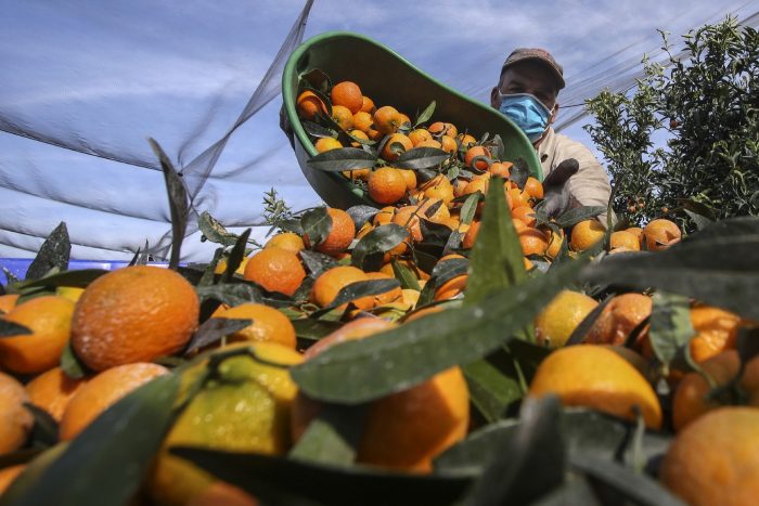 Départ difficile pour la clémentine précoce marocaine