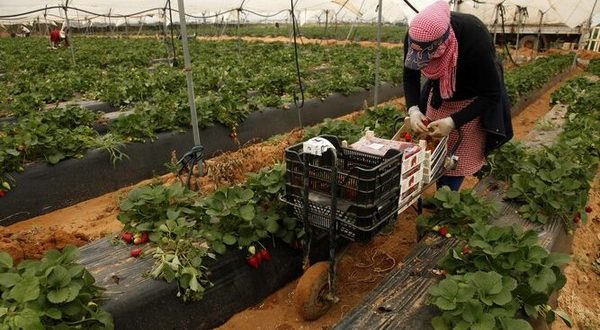 Espagne-10-%-des-saisonnières-marocaines-redirigées-dans-le-secteur-des-myrtilles