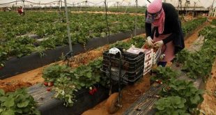   إسبانيا :الرابطة المهنية للفراولة الأندلسية تنفي إساءة معاملة العمال الموسميين للمغاربة