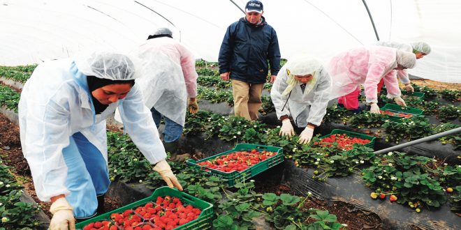Fruits-rouges-Les-saisonnières-marocaines-au-secours-de-l-Espagne