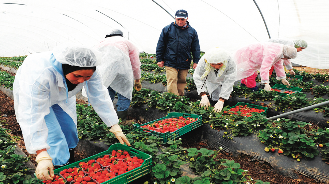 La nutrition azotée de la fraise: facteur de croissance