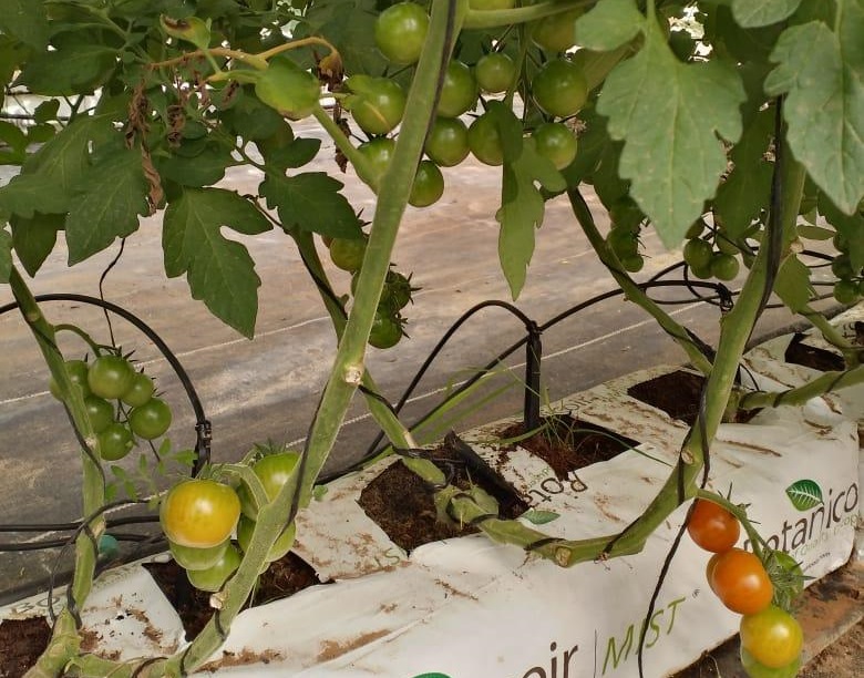 Salad Time : des tomates cerises bientôt prêtes à l&rsquo;export