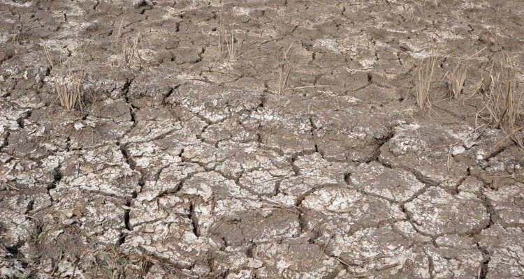 Face au défi de la salinisation des sols