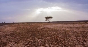 Meteo : Journée mondiale de la lutte contre la désertification et la sécheresse