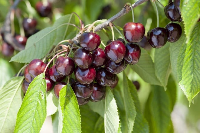 Sefrou: 800T de cerises récoltées