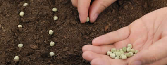 La productivité agricole améliorée grâce aux semences sélectionnées