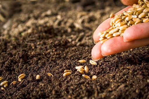 Bayer cède ses semences potagères pour acheter Monsanto ?